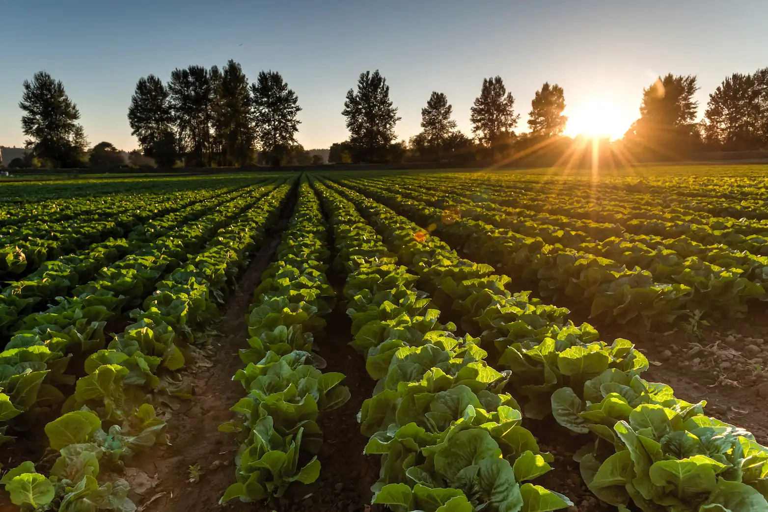 Which Seasons Are the Best for Farming? A Seasonal Guide for Crops & Livestock