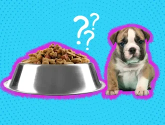 Can Adult Dogs Eat Puppy Food The Truth Explained