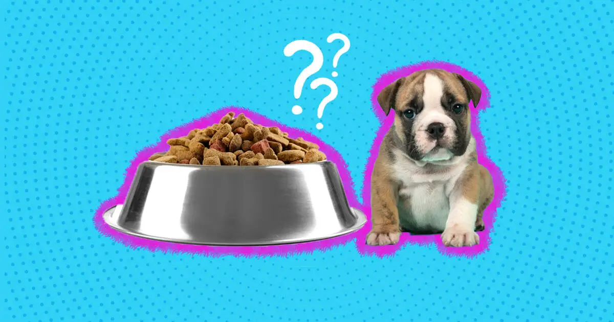 Can Adult Dogs Eat Puppy Food The Truth Explained